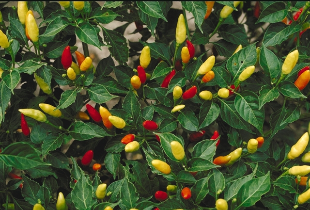 Tabasco Peppers in Vinegar